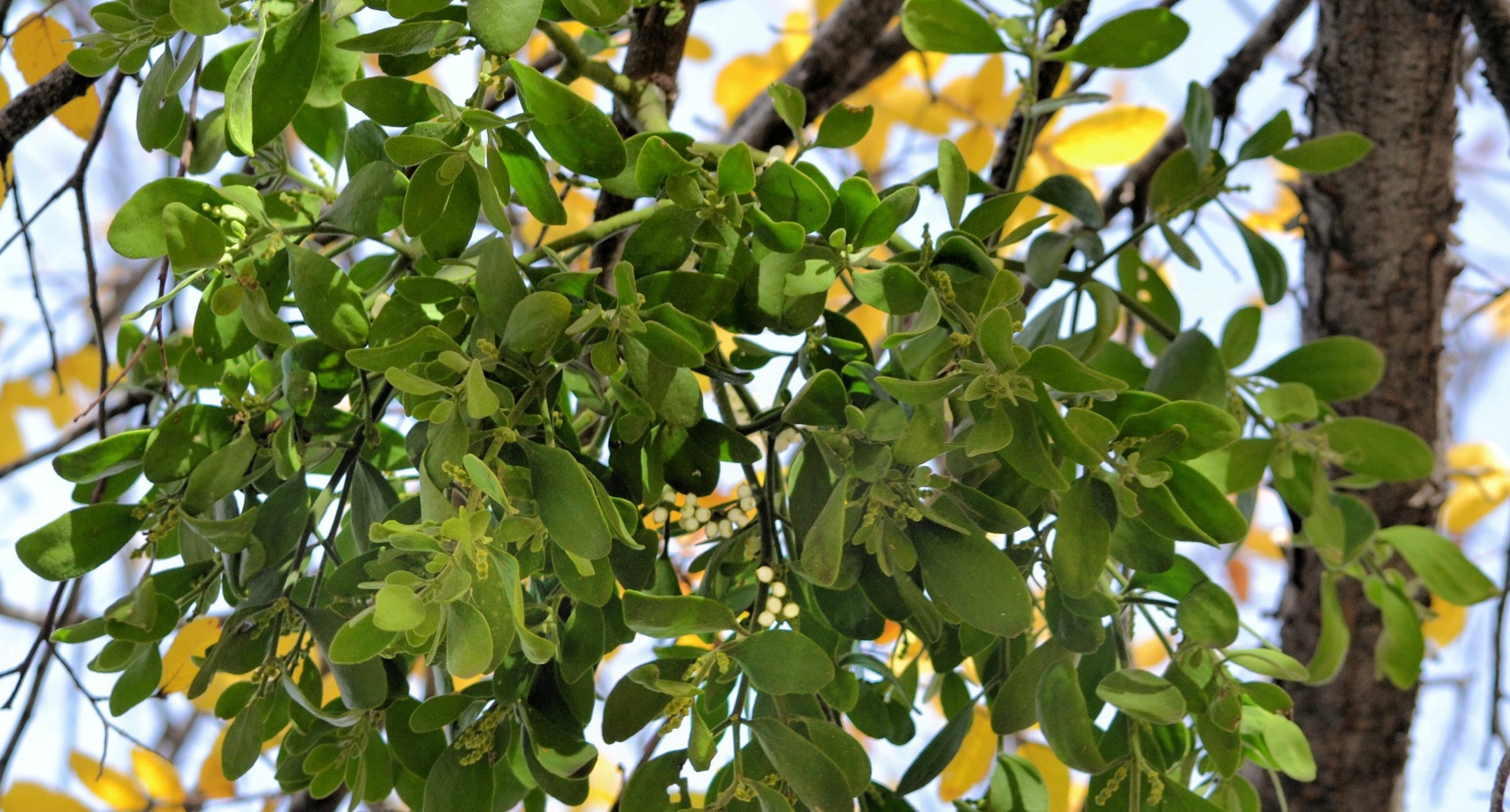 Mistletoe & the Center