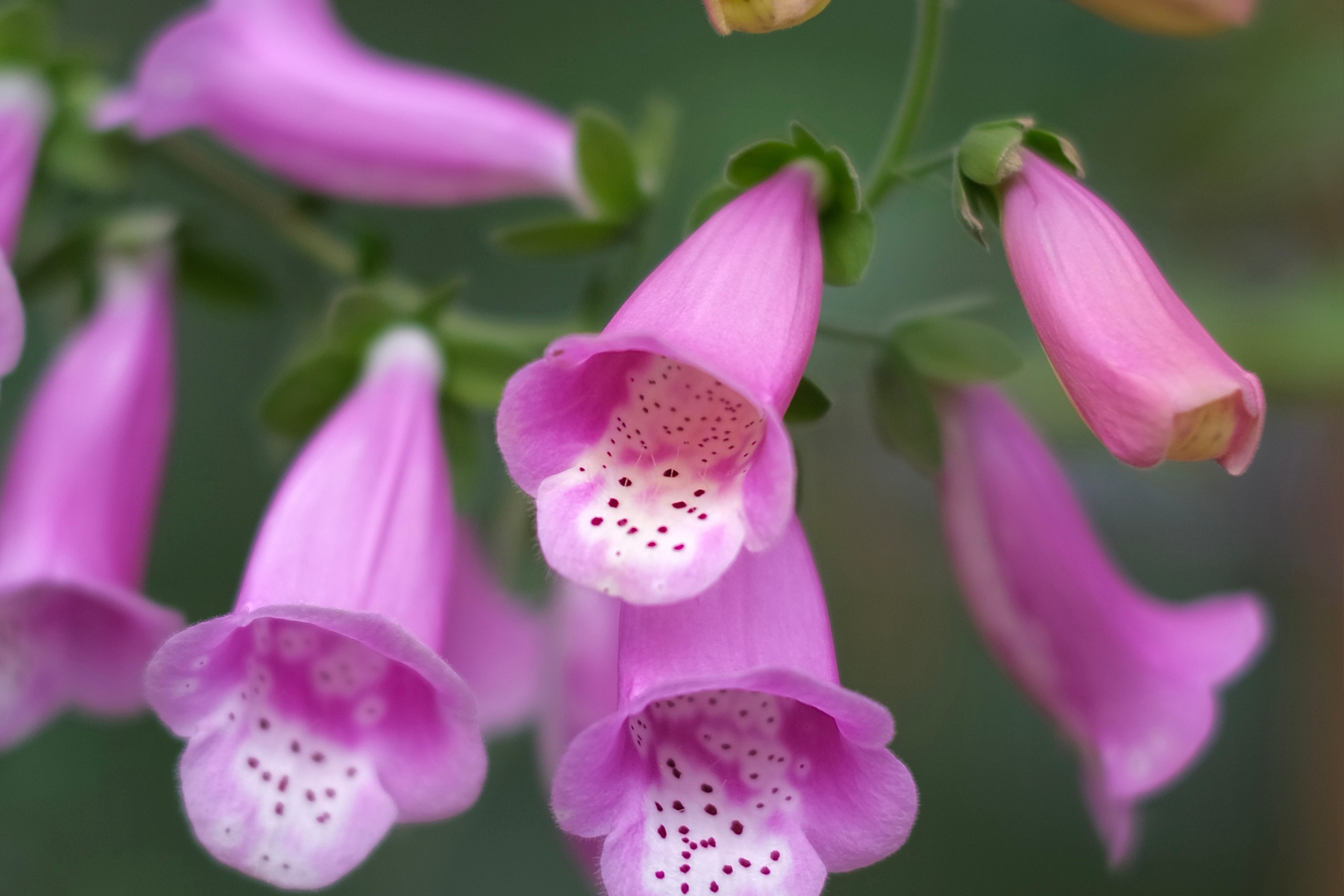 Personalities of Plants