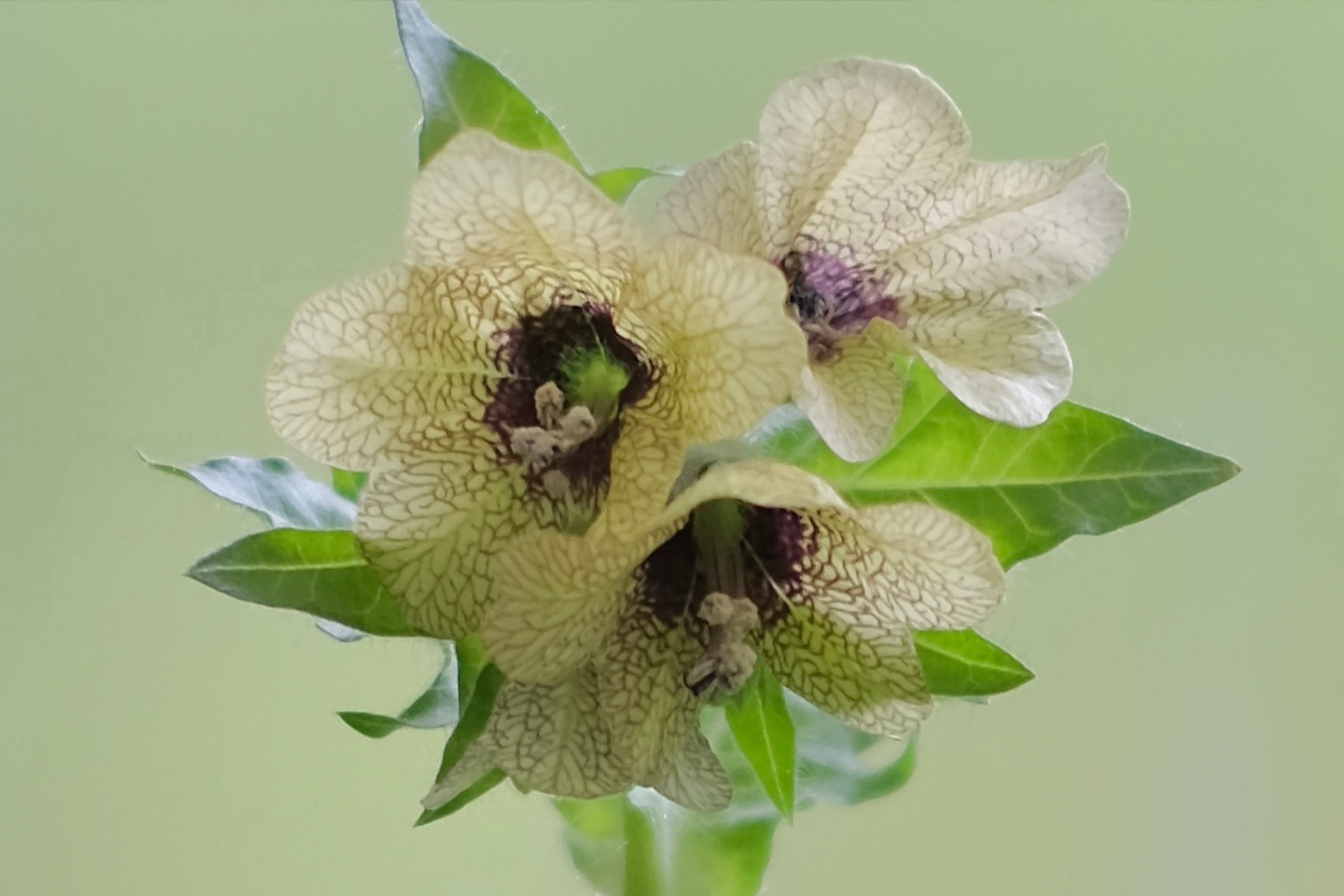 Riding the Broomstick