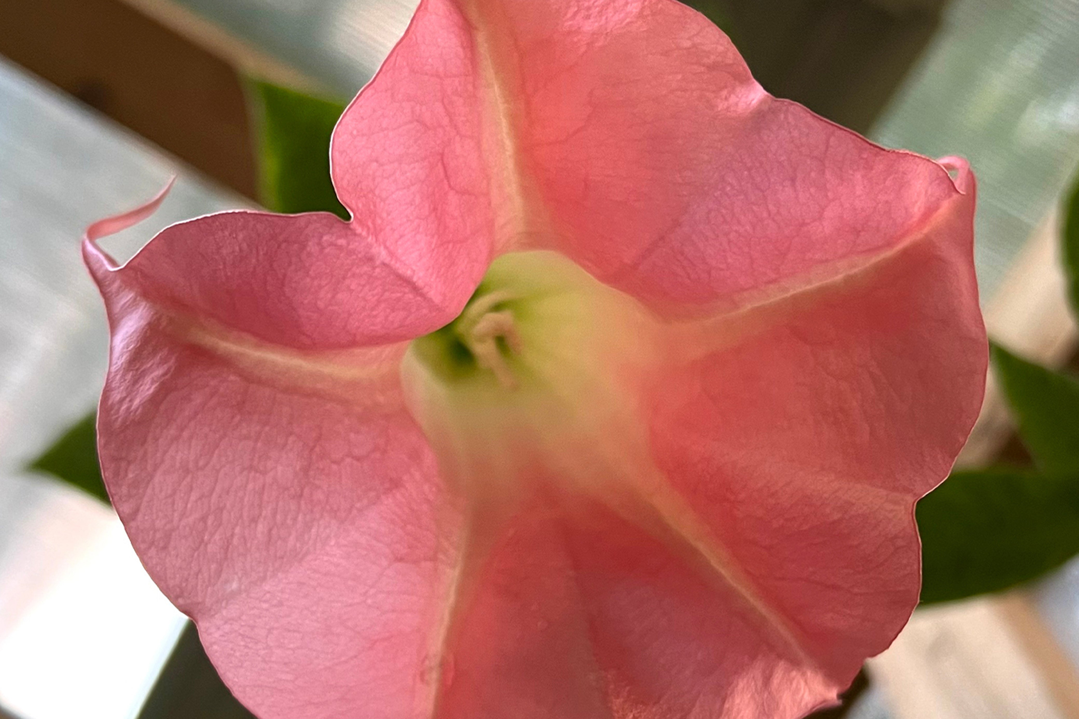 Technology and Poison Plants