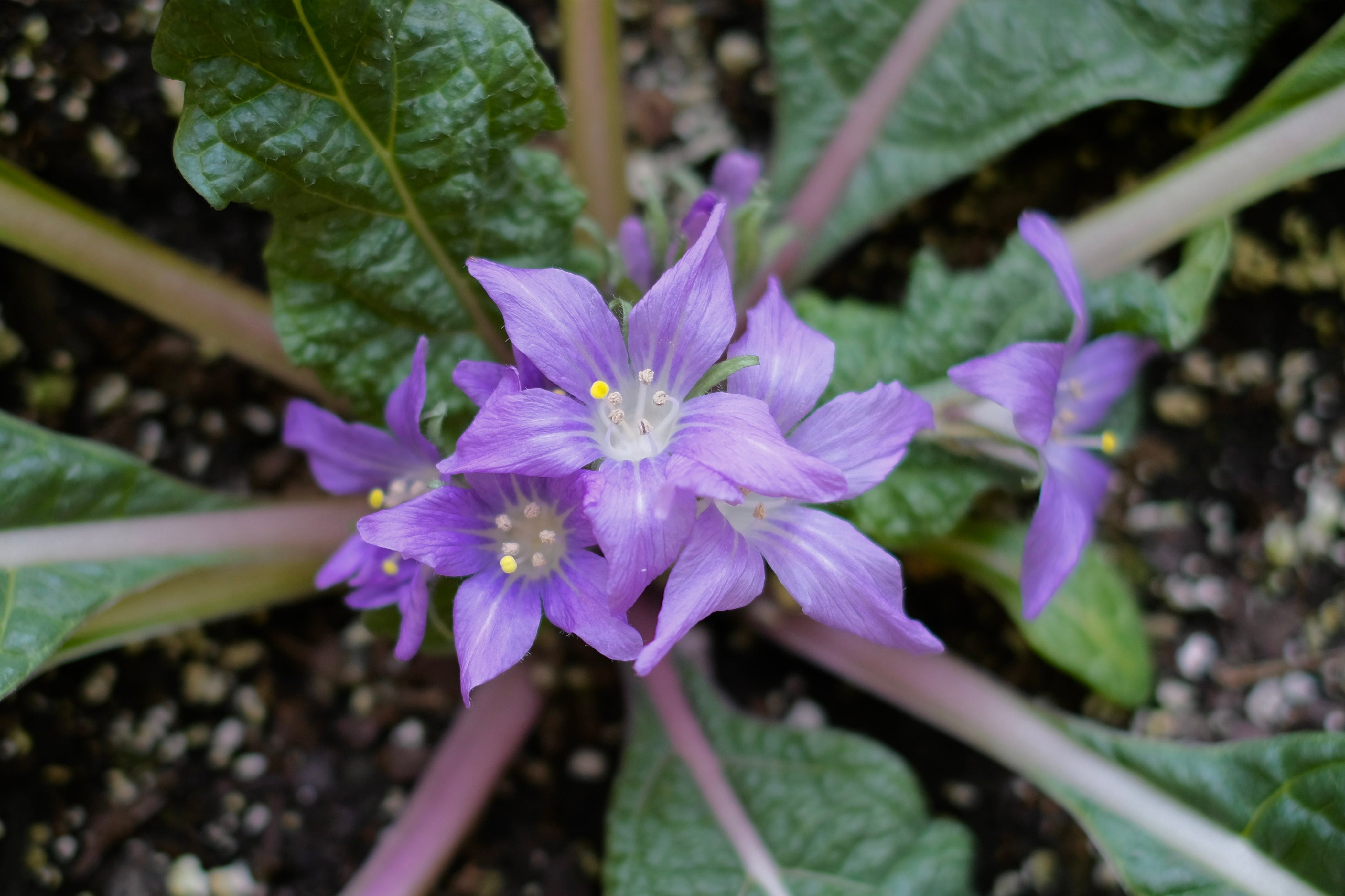 The Only Poison Plant I Fear