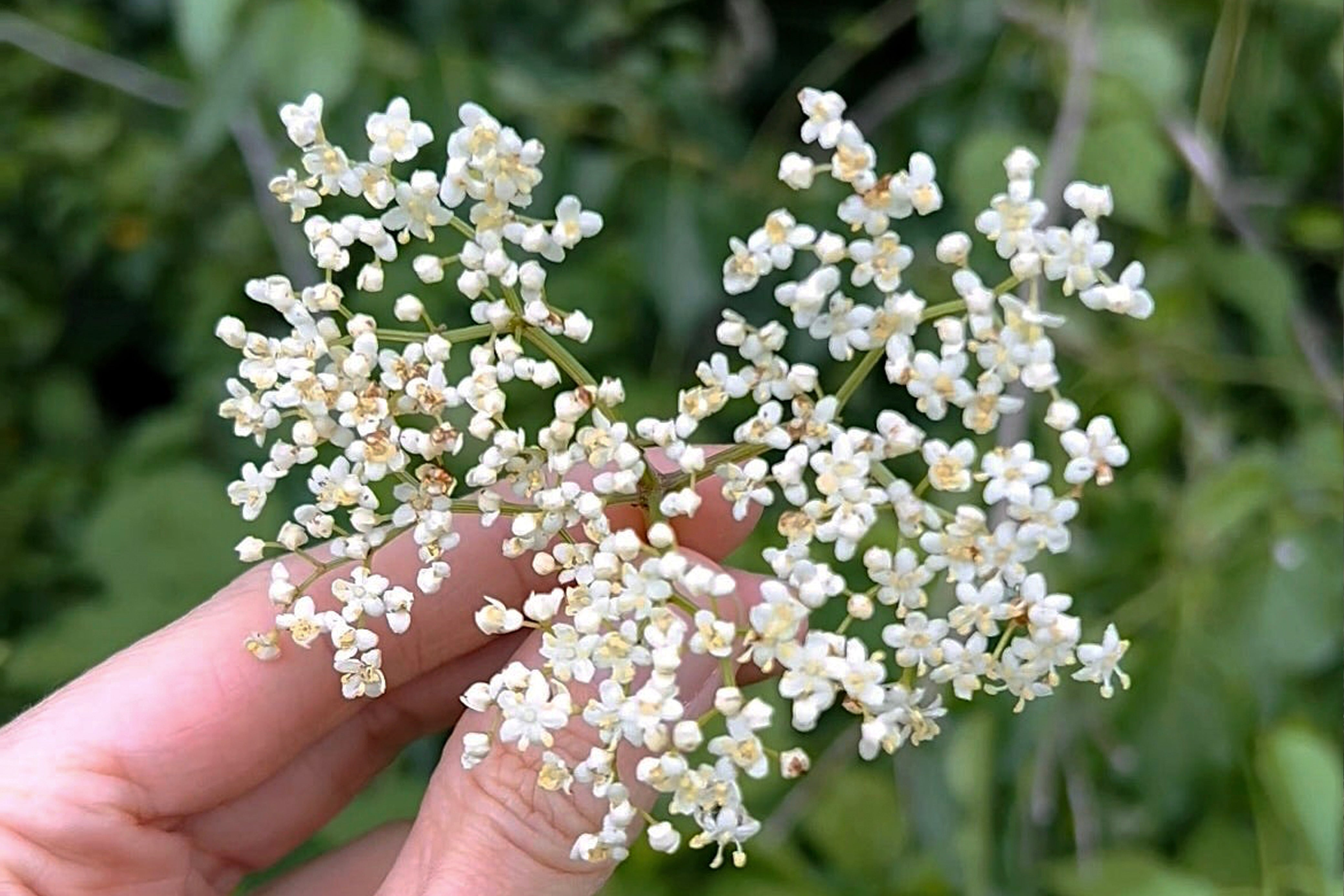 The Word “Animism”