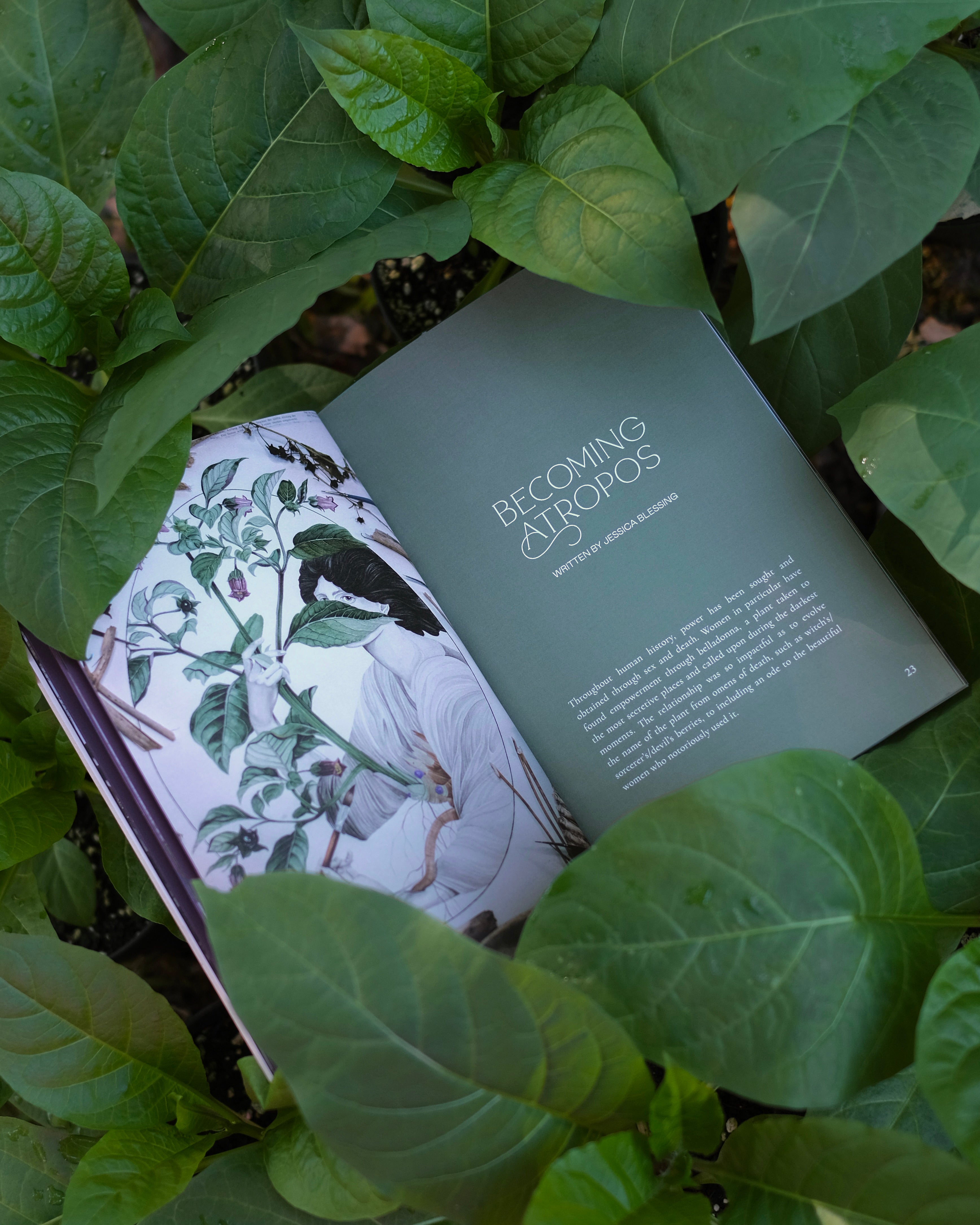 Poison Garden Issue 2: Belladonna