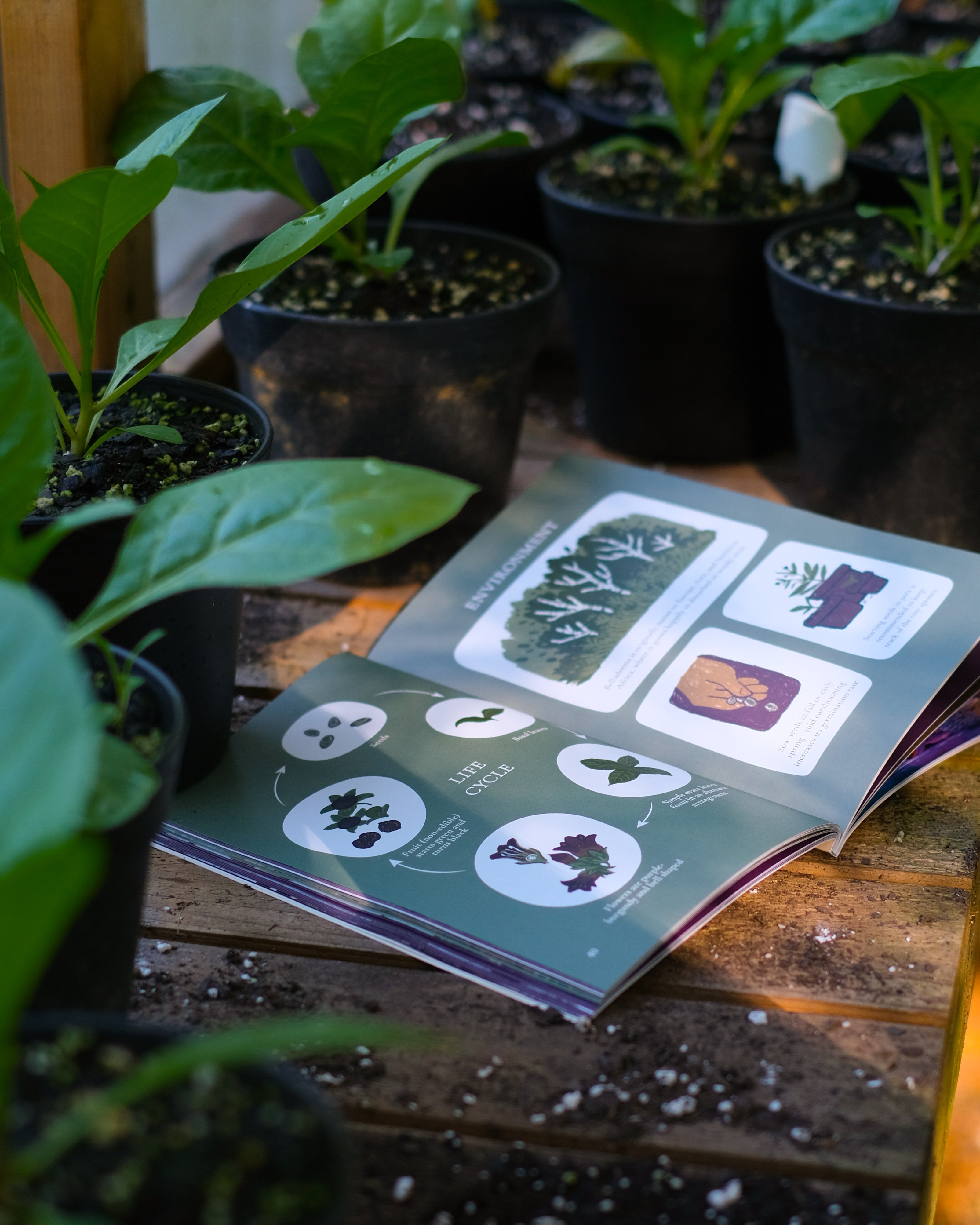 Poison Garden Issue 2: Belladonna