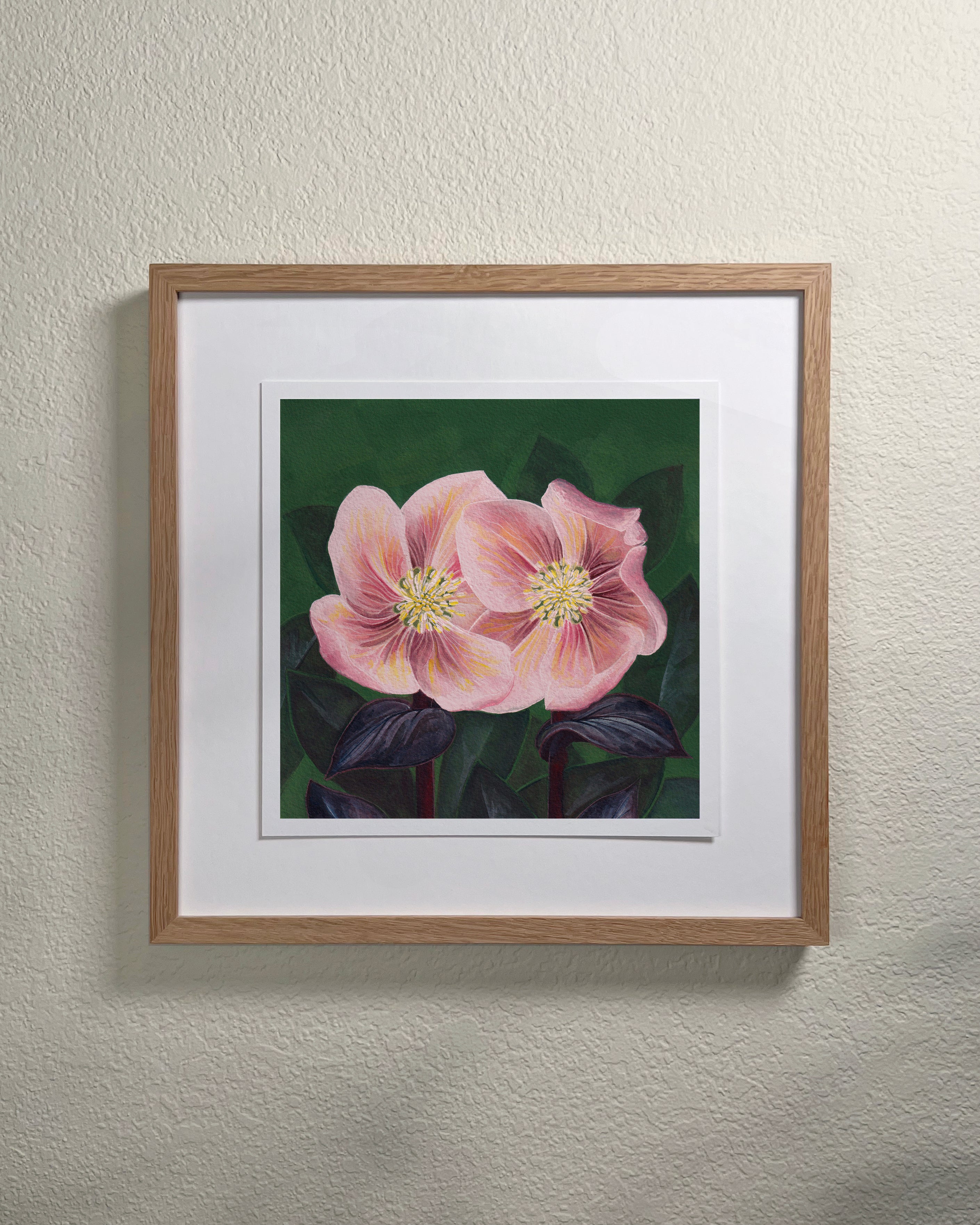 Hellebore Giclée Print