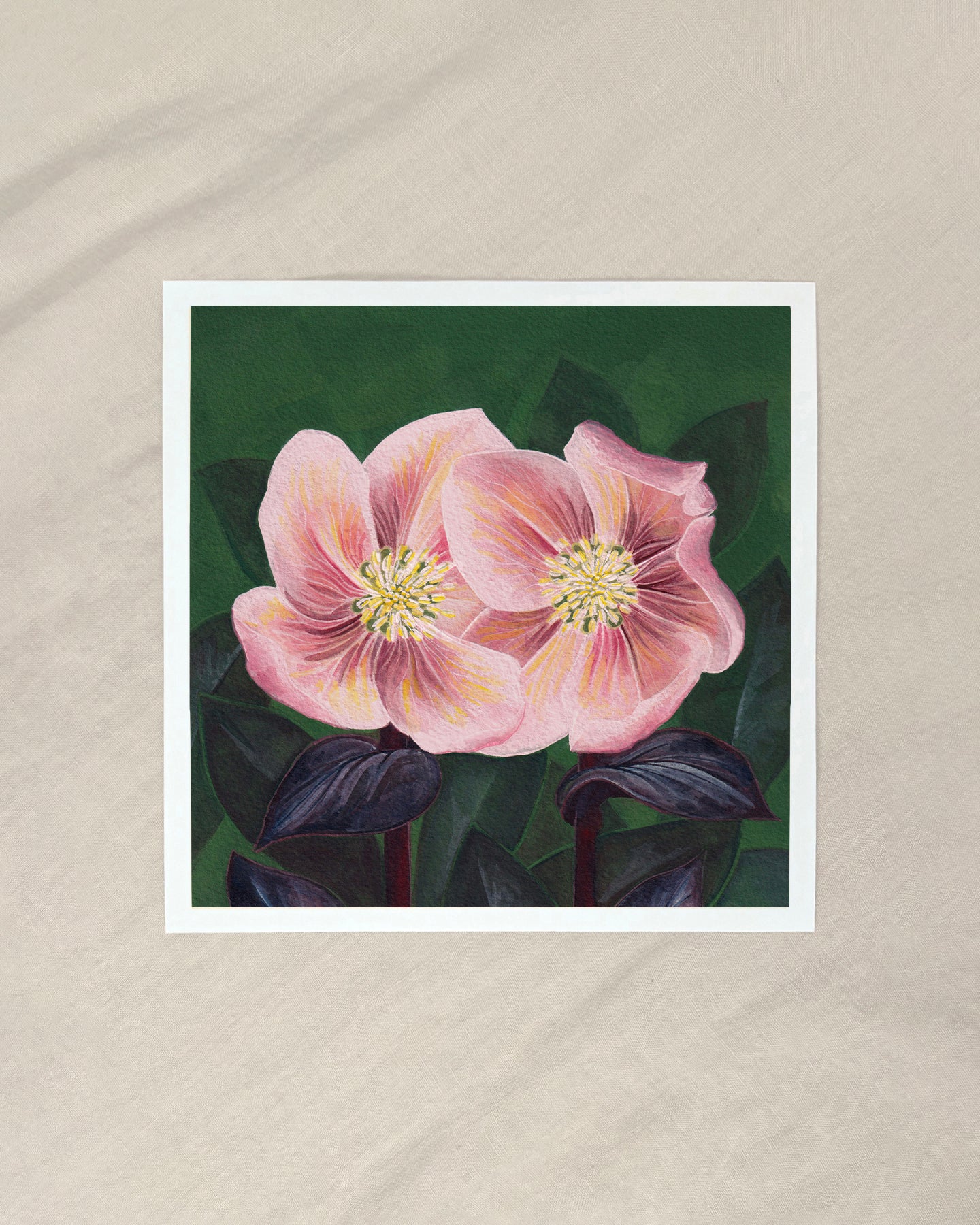 Hellebore Giclée Print