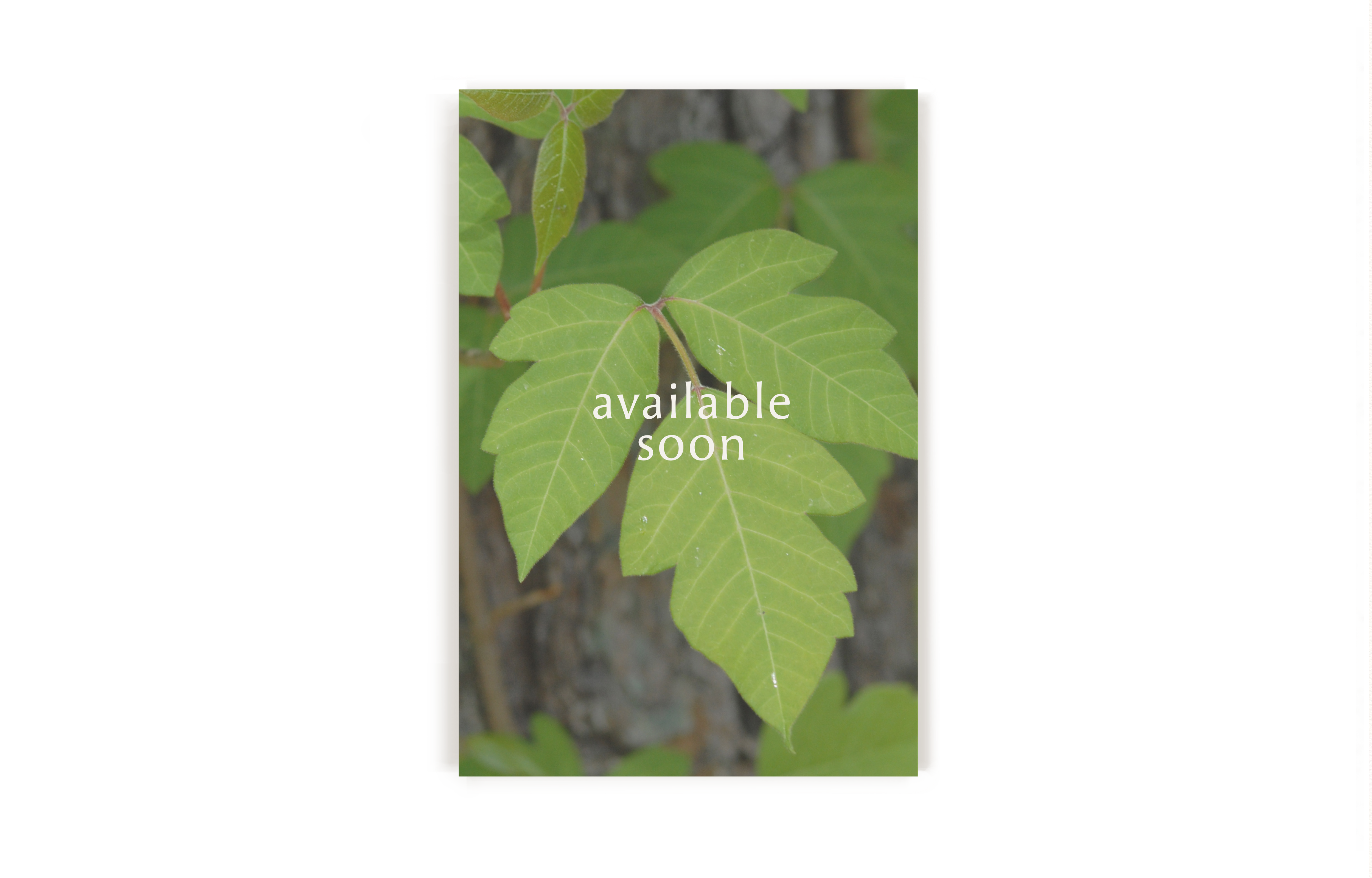 Poison Garden: Poison Ivy