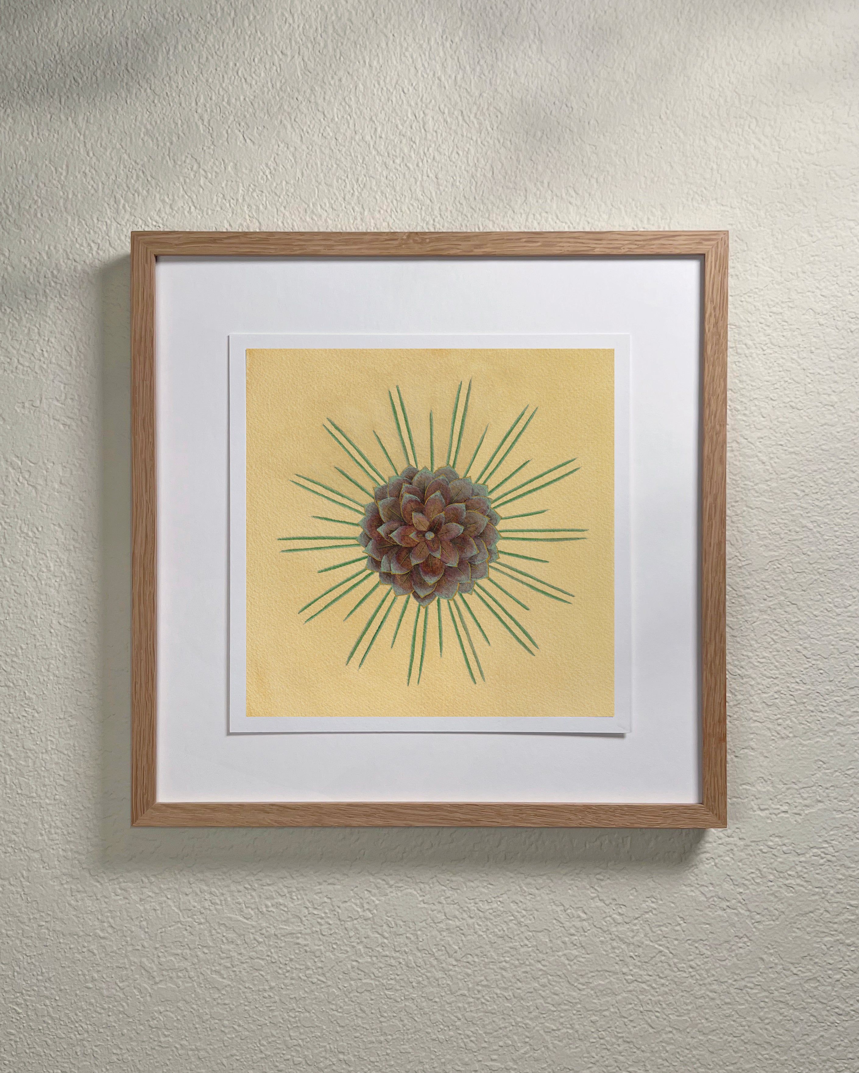 Table Mountain Pine Giclée Print