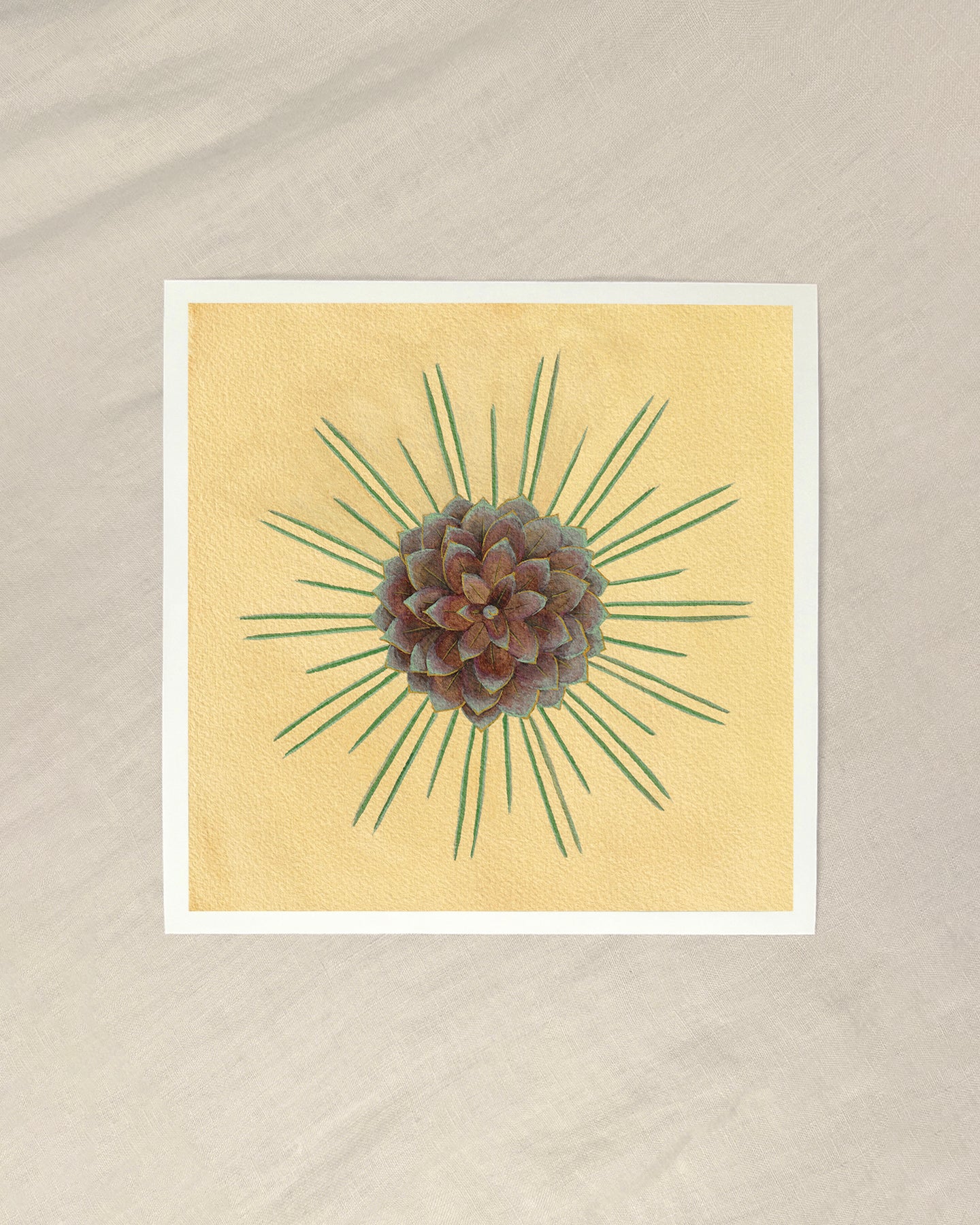 Table Mountain Pine Giclée Print