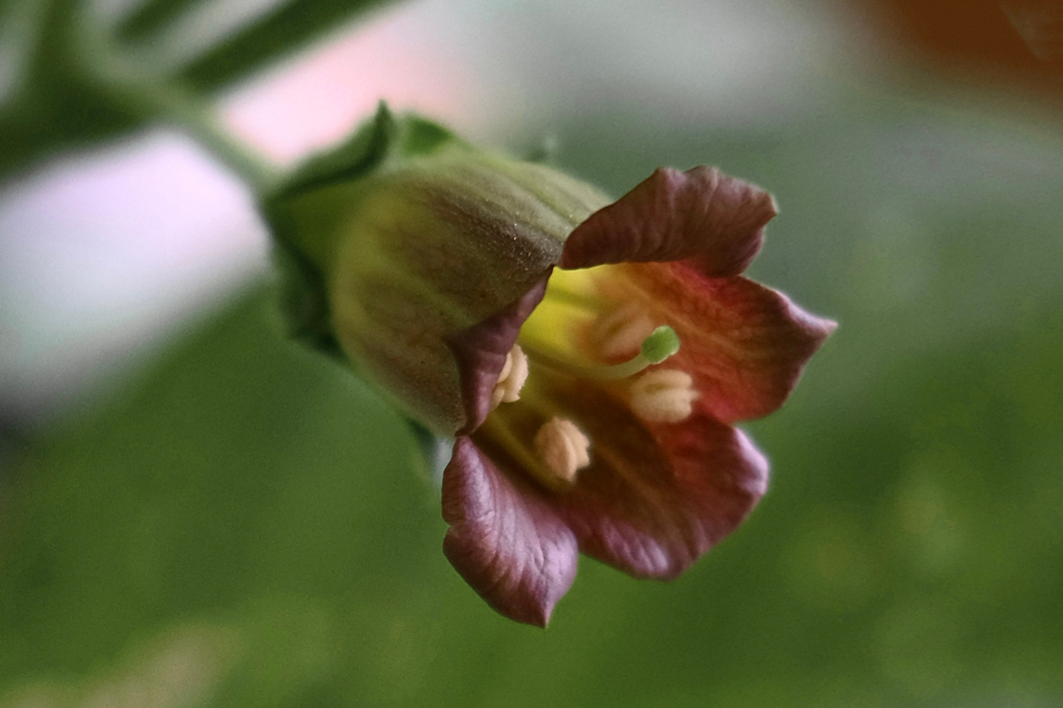 Belladonna’s Fall From Grace