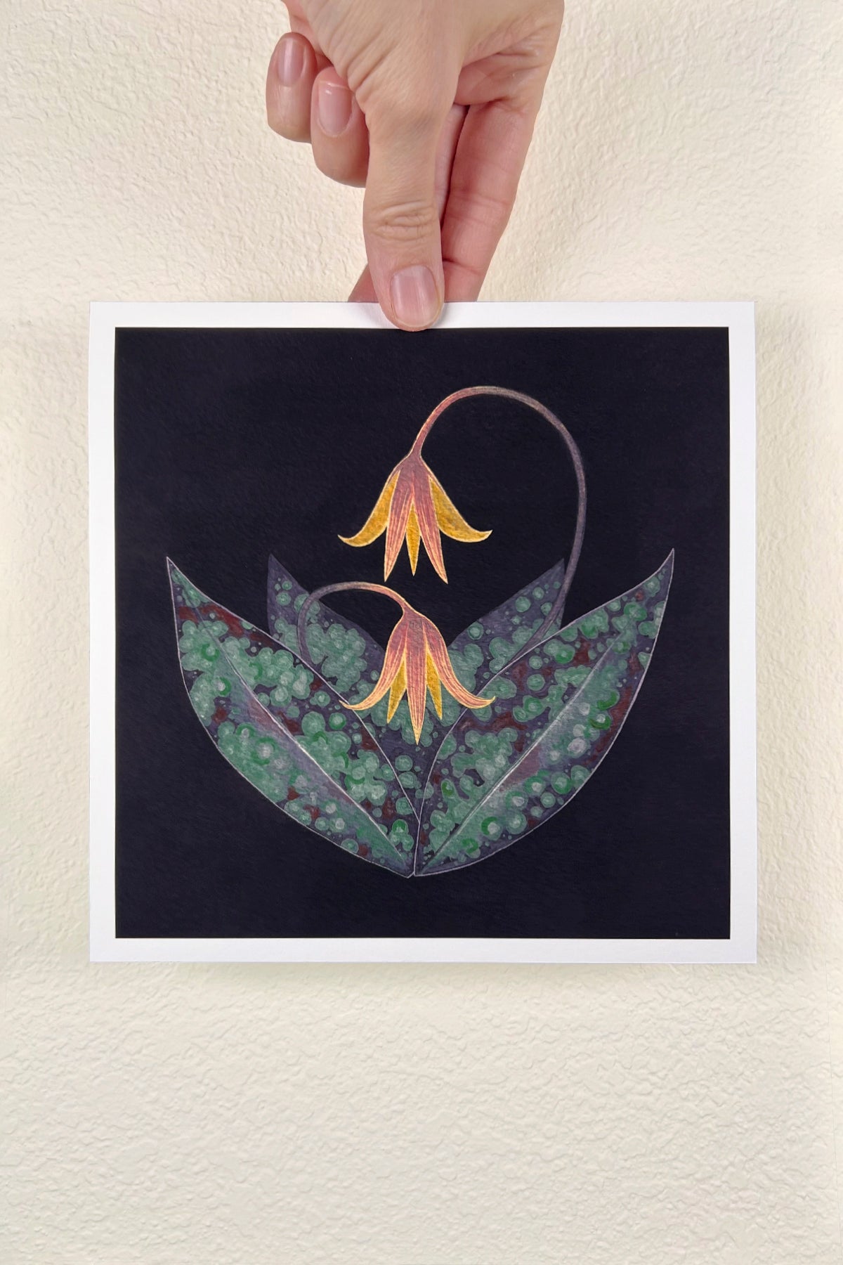 Trout Lily Print