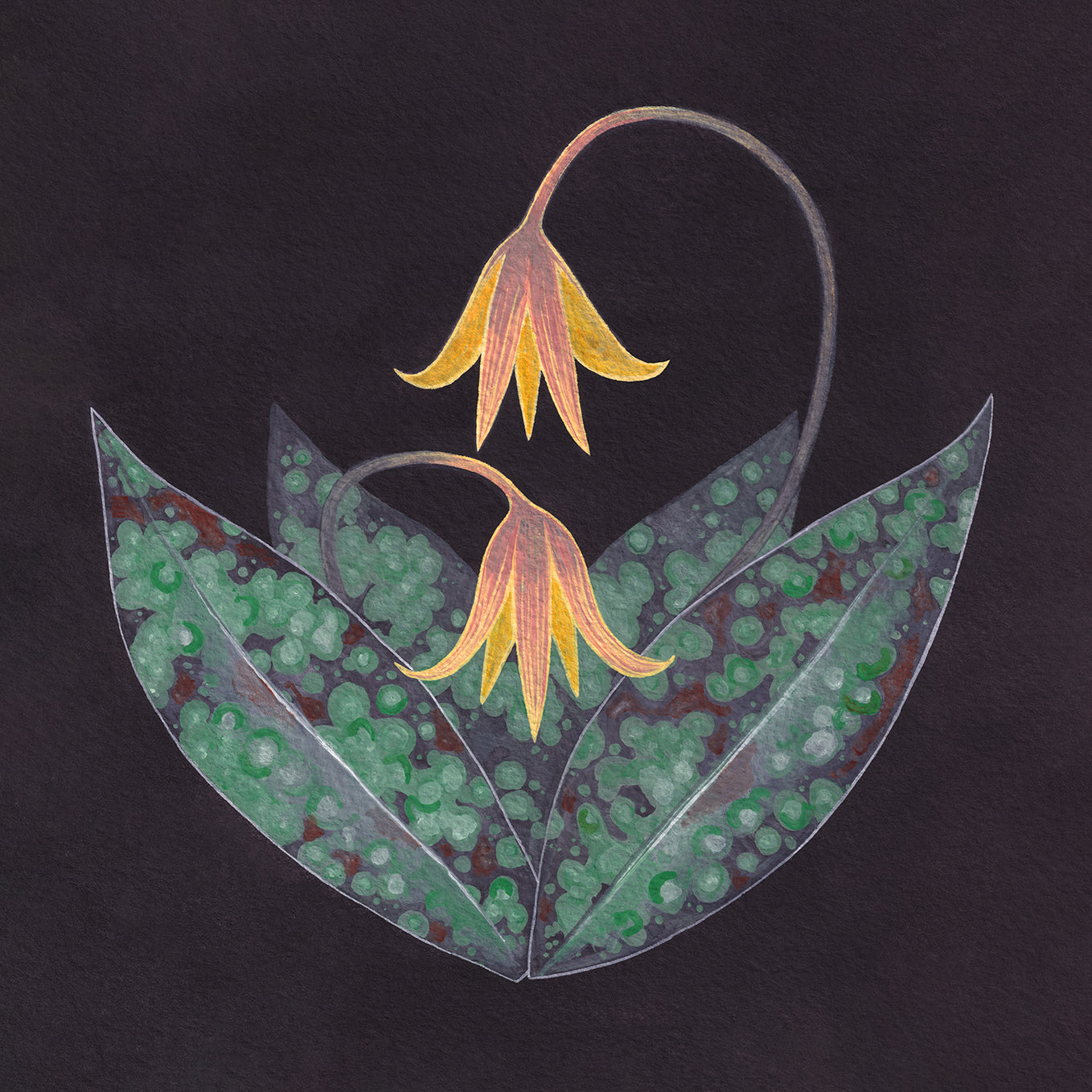 Trout Lily Giclée Print